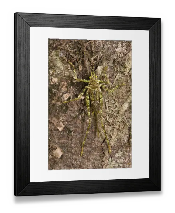 Framed Print : Moss-mimic Katydid (Tettigoniidae) Rewa River Rainforest GUYANA. South Framed Print : Moss-mimic Katydid (Tettigoniidae) Rewa River Rainforest GUYANA. South