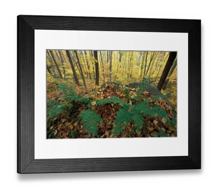 Framed Print : White Mountain N. F. NH Mountain woodfern, dryopteris spinulosa var. americana Framed Print : White Mountain N. F. NH Mountain woodfern, dryopteris spinulosa var. americana