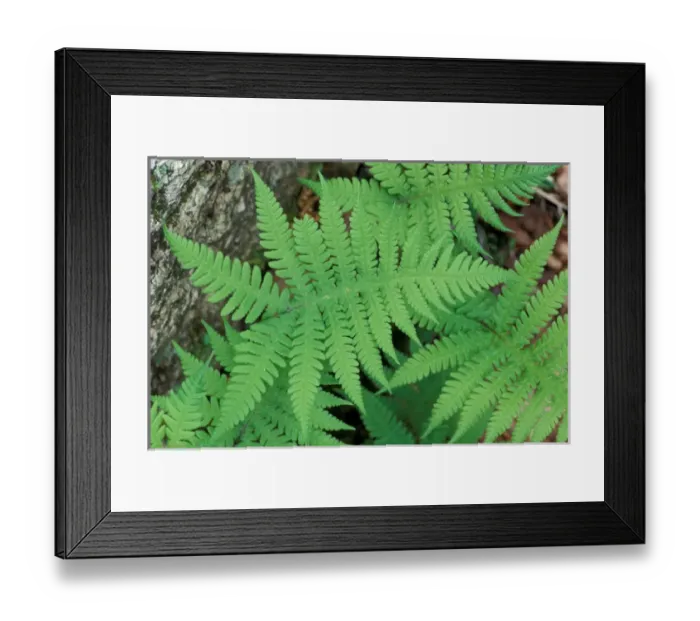 Framed Print : Waterville Valley, NH. Long Beech Fern, Thelypteris Phegopteris. White Mountains N. F Framed Print : Waterville Valley, NH. Long Beech Fern, Thelypteris Phegopteris. White Mountains N. F