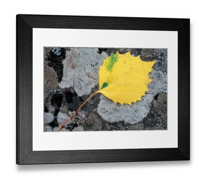 Framed Print : Howe Brook, Baxter State Park, ME The leaf of a Bigtooth Aspen, populus grandidentata Framed Print : Howe Brook, Baxter State Park, ME The leaf of a Bigtooth Aspen, populus grandidentata