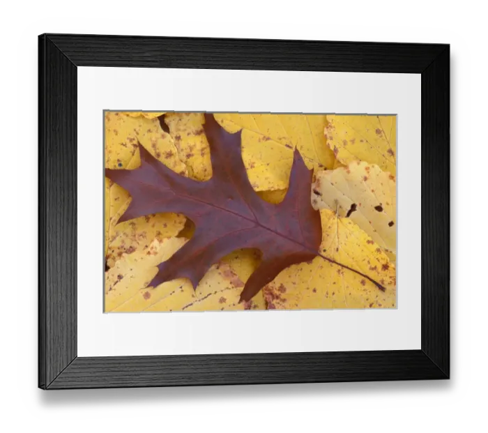 Framed Print : Stratham, NH Northern Red Oak, Quercas rubra, leaf in fall. Sandy Point Trail