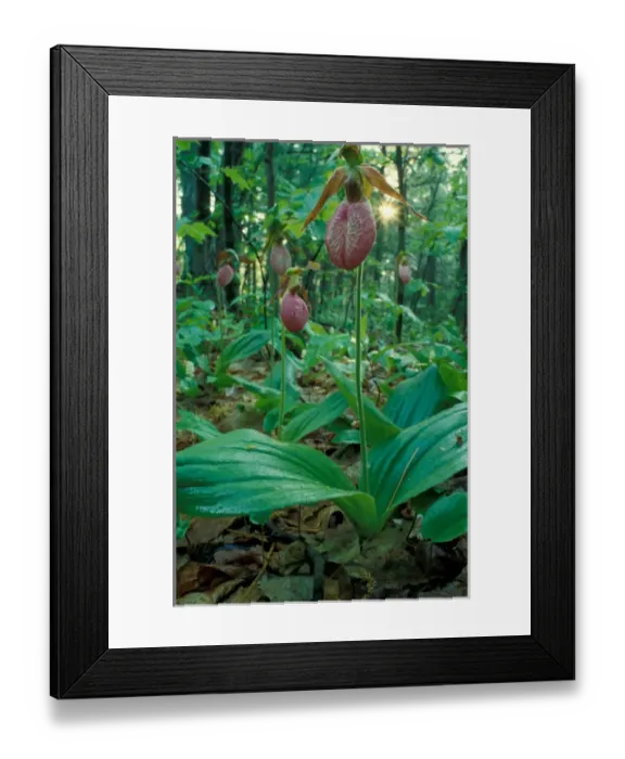 Framed Print : Urban Forestry Center, Portsmouth, NH Pink Ladys Slippers, Cypripendium acaule Framed Print : Urban Forestry Center, Portsmouth, NH Pink Ladys Slippers, Cypripendium acaule