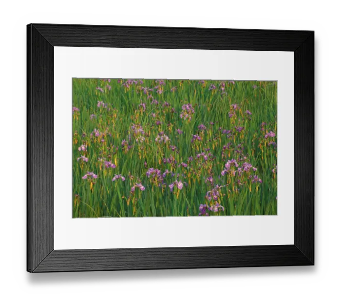 Framed Print : Errol, NH Large Blue Flags, Iris versicolor, in a marsh next to the Androscoggin River