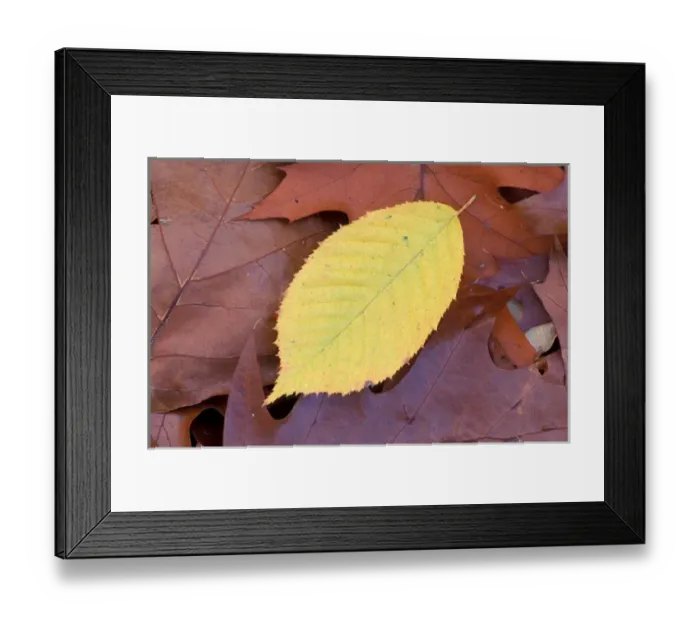 Framed Print : Stratham, NH Ironwood, Carpinus caroliniana, leaf in fall. Sandy Point Trail Framed Print : Stratham, NH Ironwood, Carpinus caroliniana, leaf in fall. Sandy Point Trail