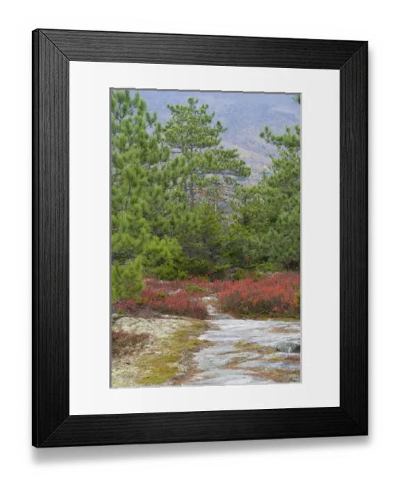 Framed Print : Blueberry Mountain Trail in New Hampshire USA Framed Print : Blueberry Mountain Trail in New Hampshire USA
