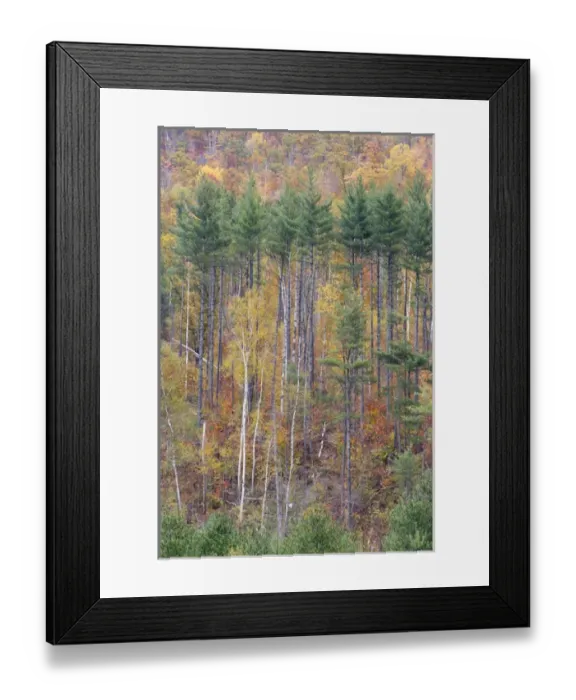 Framed Print : Fall in New Hampshires White Mountains USA Framed Print : Fall in New Hampshires White Mountains USA
