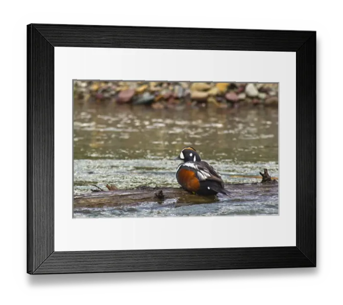 Framed Print : Male Harlequin duck in McDonald Creek in Glacier National Park, Montana, USA