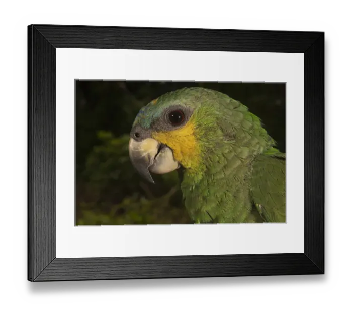 Framed Print : Orange-winged Parrot (Amazona amazonica) Rain Forest Iwokrama Reserve Framed Print : Orange-winged Parrot (Amazona amazonica) Rain Forest Iwokrama Reserve