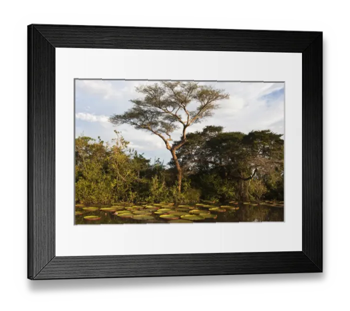 Framed Print : Permanent ponds in Savannah Rupununi GUYANA South America Framed Print : Permanent ponds in Savannah Rupununi GUYANA South America