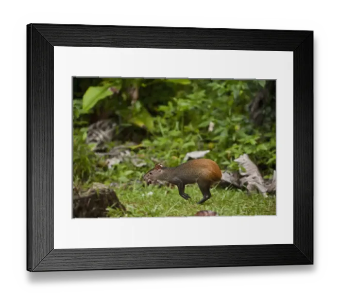 Framed Print : Red-rumped Agouti (Dasyprocta agouti) Atta Lodge Iwokrama Forest Reserve