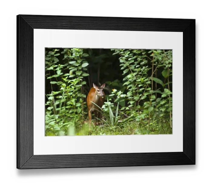 Framed Print : Red Brocket Deer (Mazama americana) Atta Lodge Iwokrama Forest Reserve Framed Print : Red Brocket Deer (Mazama americana) Atta Lodge Iwokrama Forest Reserve