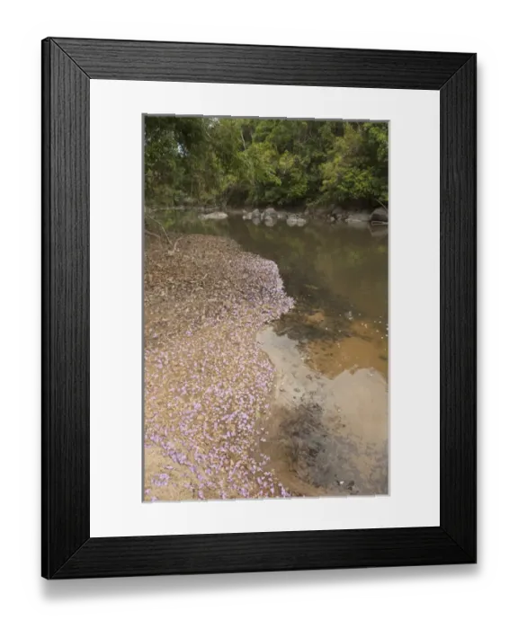 Framed Print : Rewa River Rainforest GUYANA. South America Framed Print : Rewa River Rainforest GUYANA. South America