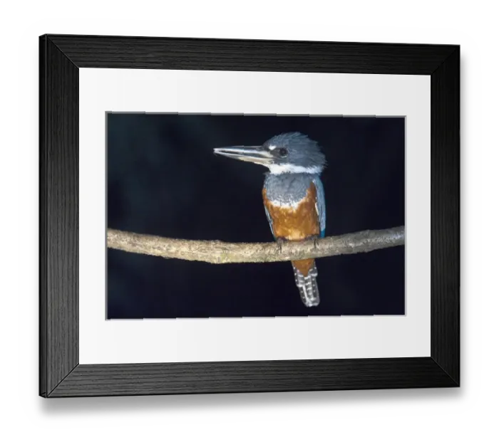 Framed Print : Ringed Kingfisher (Megaceryle torquata) Rainforest Rewa River GUYANA. South Framed Print : Ringed Kingfisher (Megaceryle torquata) Rainforest Rewa River GUYANA. South