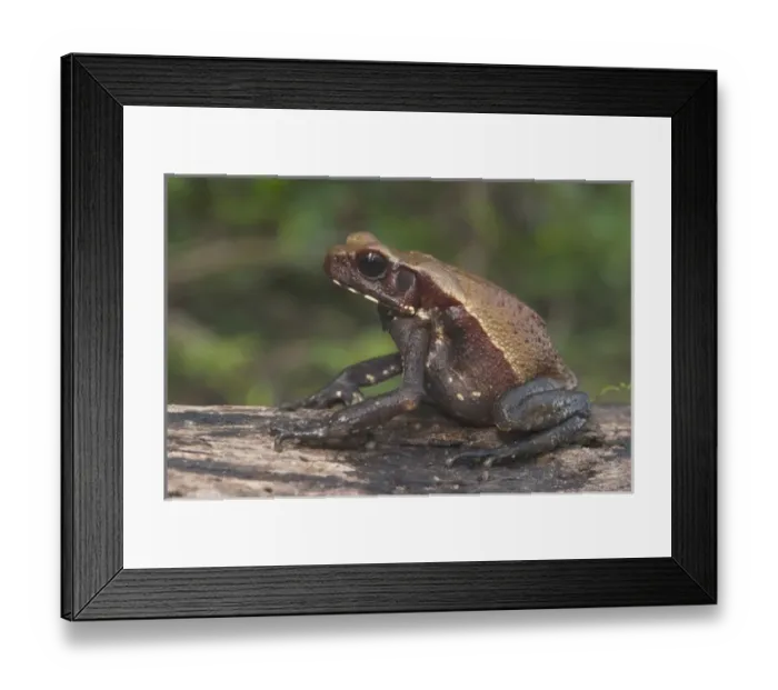 Framed Print : Smooth-sided Toad (Rhaebo guttatus ) Rain Forest Iwokrama Reserve Framed Print : Smooth-sided Toad (Rhaebo guttatus ) Rain Forest Iwokrama Reserve