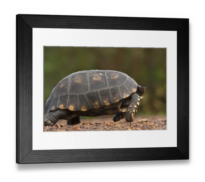 Framed Print : South American Yellow-footed Tortoise (Gecochelone denticulata) Iwokrama Reserve Framed Print : South American Yellow-footed Tortoise (Gecochelone denticulata) Iwokrama Reserve