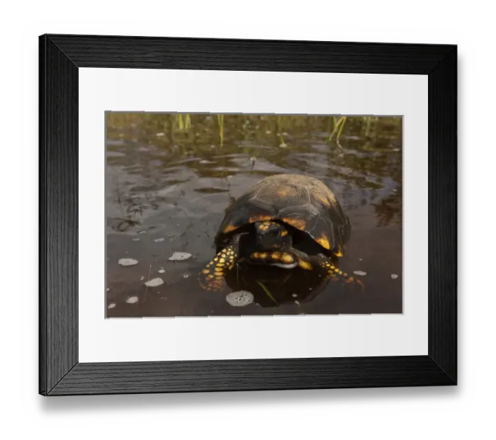 Framed Print : South American Yellow-footed Tortoise (Gecochelone denticulata) Iwokrama Reserve