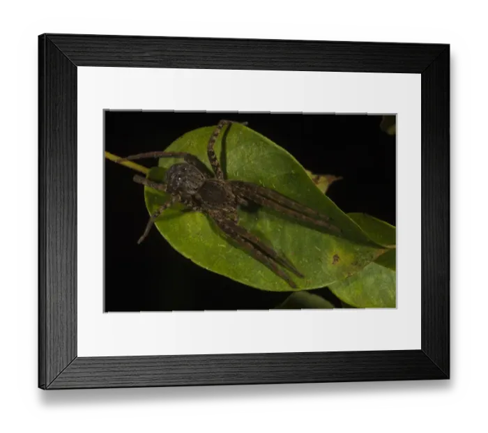 Framed Print : Spider Primary Rain Forest Iwokrama Reserve GUYANA. South America Framed Print : Spider Primary Rain Forest Iwokrama Reserve GUYANA. South America