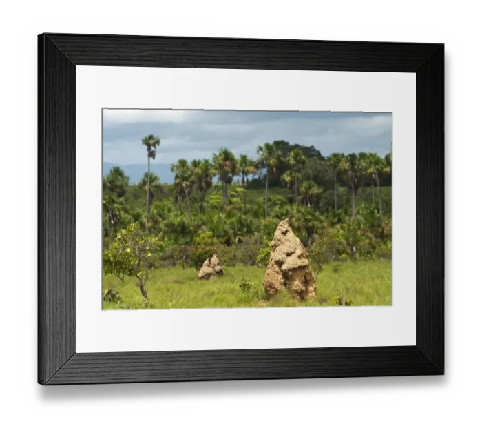 Framed Print : Termite mounds Savannah, Rupununi GUYANA South America