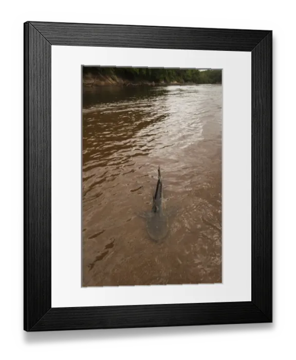 Framed Print : Tiger Catfish (Pseudoplatystoma tigrinum) Rainforest Rewa River Framed Print : Tiger Catfish (Pseudoplatystoma tigrinum) Rainforest Rewa River