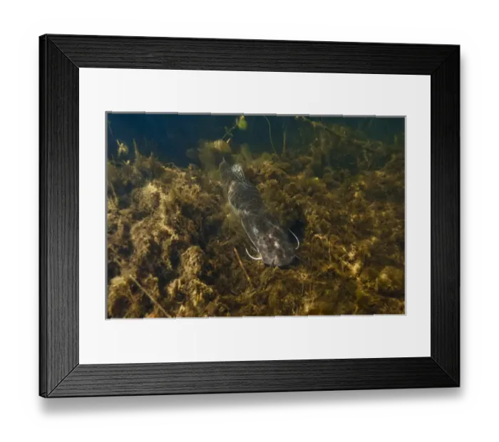 Framed Print : Tiger catfish (Pseudoplatystoma tigrinum) Savannah Rupununi GUYANA Framed Print : Tiger catfish (Pseudoplatystoma tigrinum) Savannah Rupununi GUYANA
