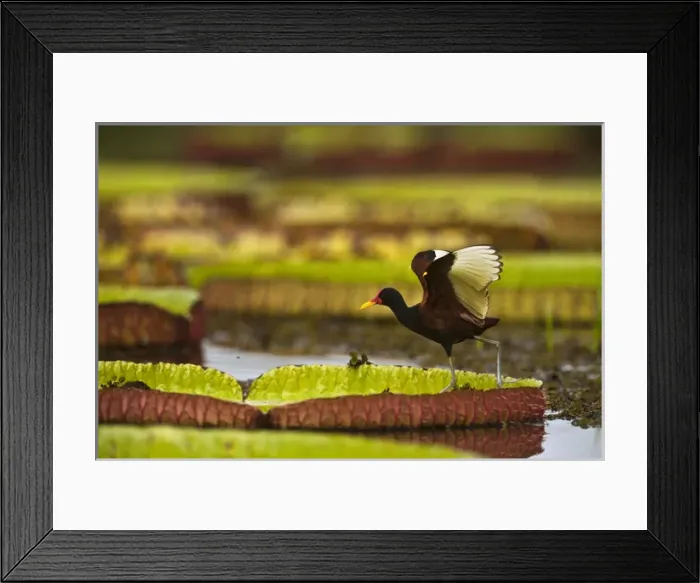 Framed Print : Wattled Jacana (Jacana jacana ) Savannah Rupununi GUYANA. South America Framed Print : Wattled Jacana (Jacana jacana ) Savannah Rupununi GUYANA. South America