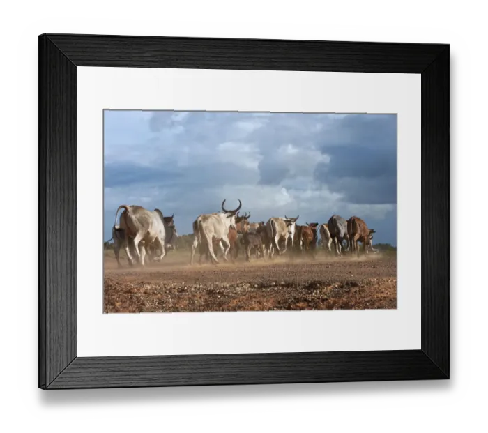 Framed Print : Vaquero on horseback Bina Hill Savannah Rupununi GUYANA South America Framed Print : Vaquero on horseback Bina Hill Savannah Rupununi GUYANA South America