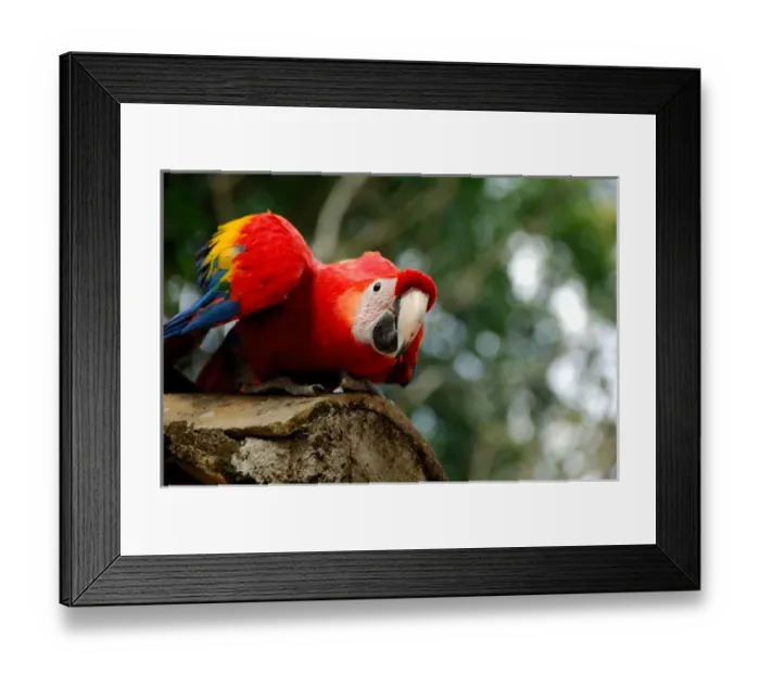 Framed Print : Central America, Honduras, Copan (aka Xukpi in Maya). Ruins of Classic Period Mayan civilization Framed Print : Central America, Honduras, Copan (aka Xukpi in Maya). Ruins of Classic Period Mayan civilization