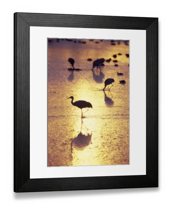Framed Print : USA, New Mexico, Bosque del Apache National Wildlife Refuge. Sandhill cranes in