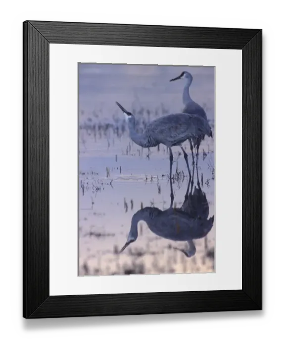 Framed Print : North America, USA, New Mexico, Bosque del Apache National Wildlife Refuge. Two Framed Print : North America, USA, New Mexico, Bosque del Apache National Wildlife Refuge. Two