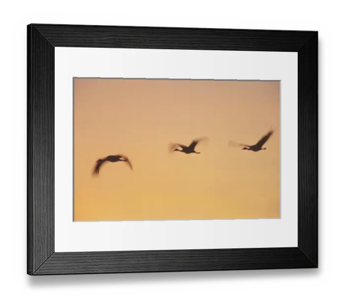 Framed Print : USA; New Mexico, Bosque del Apache National Wildlife Refuge. Three sandhill cranes