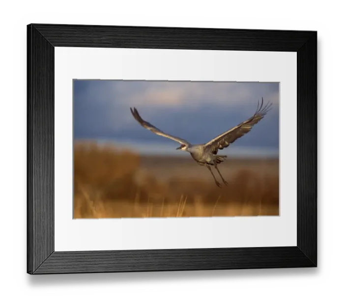 Framed Print : Sandhill crane flying at Bosque del Apache, New Mexico Framed Print : Sandhill crane flying at Bosque del Apache, New Mexico