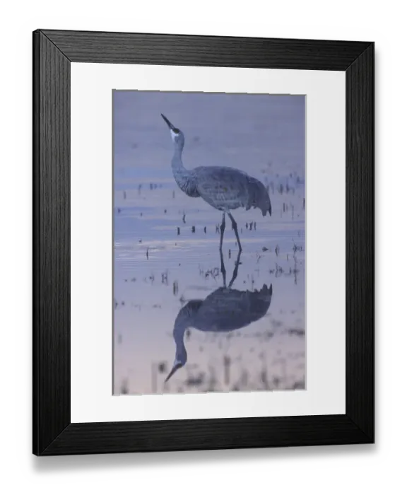Framed Print : USA, New Mexico, Bosque del Apache National Wildlife Refuge. A sandhill crane standing Framed Print : USA, New Mexico, Bosque del Apache National Wildlife Refuge. A sandhill crane standing
