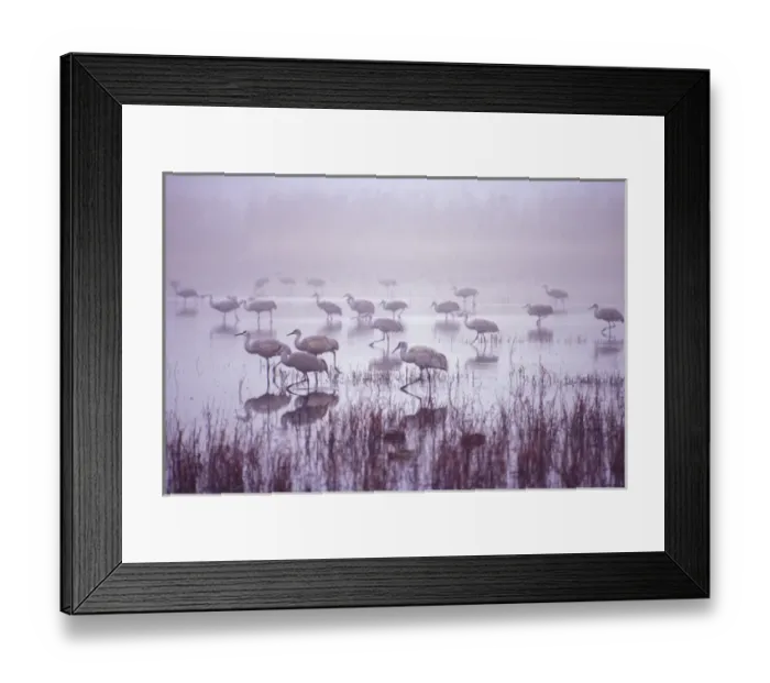 Framed Print : USA; New Mexico; Bosque del Apache National Wildlife Refuge. An entire group of Framed Print : USA; New Mexico; Bosque del Apache National Wildlife Refuge. An entire group of