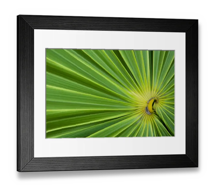 Framed Print : Central America, Honduras, Bay Islands, Utila, Utopia Village, radial lines of palm leaf Framed Print : Central America, Honduras, Bay Islands, Utila, Utopia Village, radial lines of palm leaf