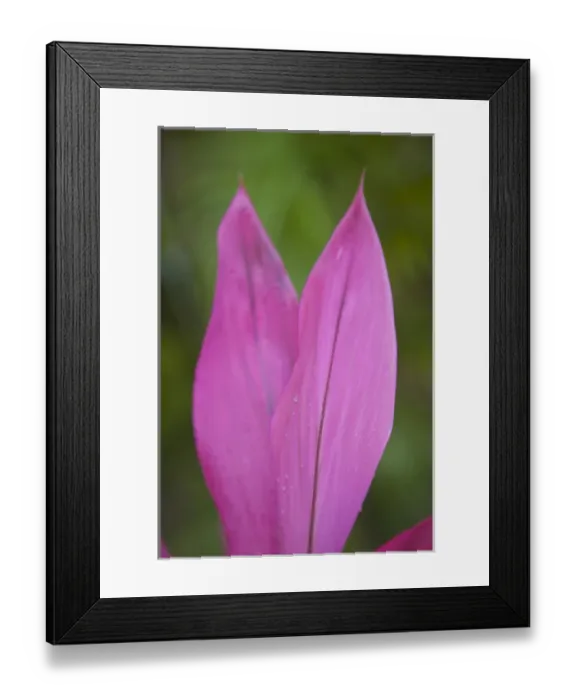 Framed Print : Central America, Honduras, Bay Islands, Roatan, pink leaves forming heart shape Framed Print : Central America, Honduras, Bay Islands, Roatan, pink leaves forming heart shape