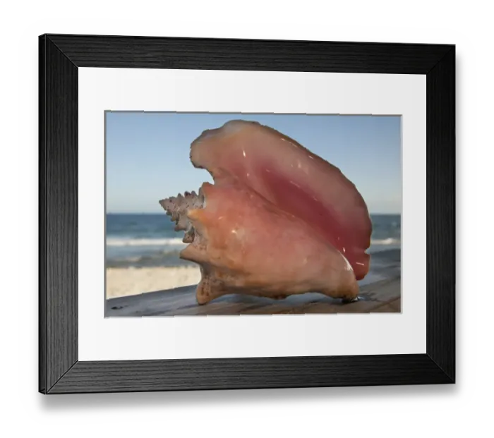 Framed Print : Central America, Honduras, Bay Islands, Utila, Utopia Village, seashell