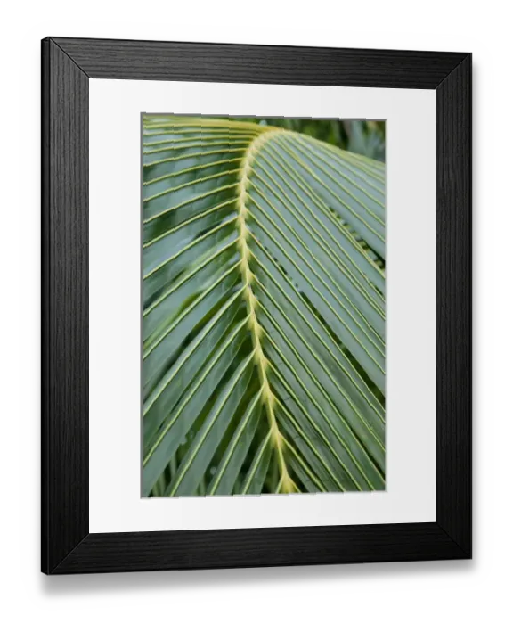 Framed Print : Central America, Honduras, Bay Islands, Roatan, Palmetto Bay Plantation. (PR) Framed Print : Central America, Honduras, Bay Islands, Roatan, Palmetto Bay Plantation. (PR)