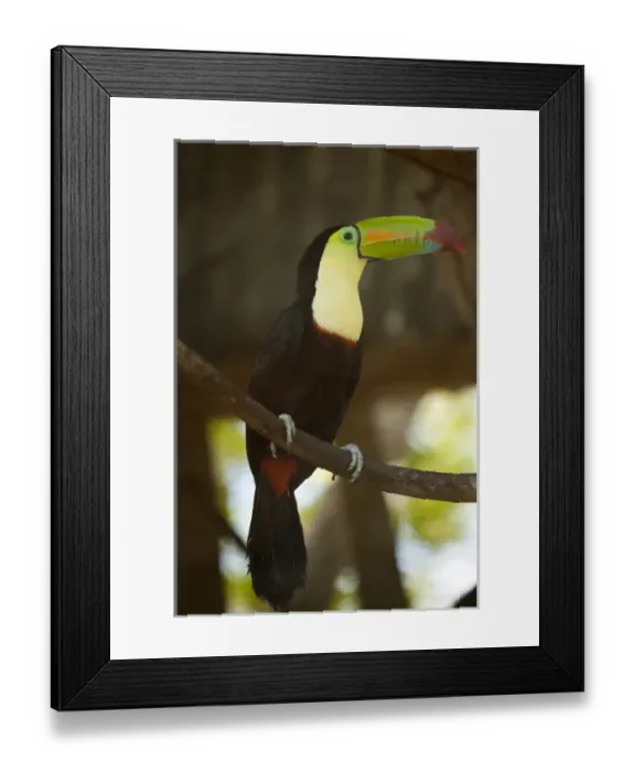 Framed Print : Central America, Honduras, Bay Islands, Roatan, toucan (Ramphastos sulfuratus) on tree branch Framed Print : Central America, Honduras, Bay Islands, Roatan, toucan (Ramphastos sulfuratus) on tree branch