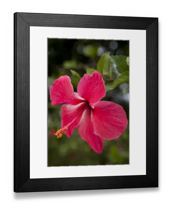 Framed Print : Central America, Honduras, Bay Islands, Roatan, hibiscus flower Framed Print : Central America, Honduras, Bay Islands, Roatan, hibiscus flower