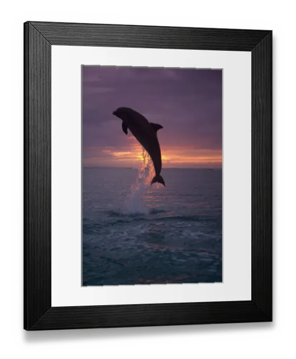 Framed Print : Bottlenose Dolphins (Tursiops truncatus) Caribbean Sea near Roatan, Honduras Framed Print : Bottlenose Dolphins (Tursiops truncatus) Caribbean Sea near Roatan, Honduras