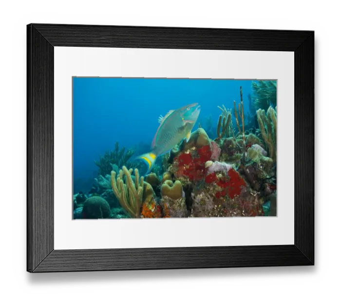 Framed Print : Parrotfish & Red Sponge (Mycale sp. ), Utila, Bay Islands, Honduras, Central America Framed Print : Parrotfish & Red Sponge (Mycale sp. ), Utila, Bay Islands, Honduras, Central America