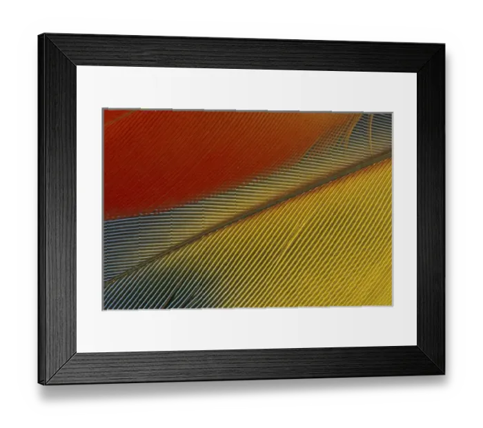 Framed Print : Central America, Honduras. Scarlet Macaw feathers (Ara macao) Framed Print : Central America, Honduras. Scarlet Macaw feathers (Ara macao)