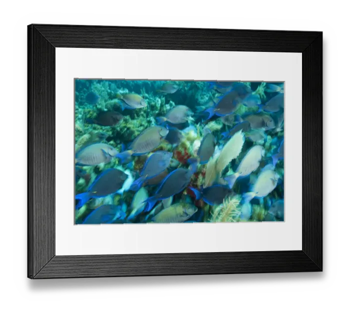 Framed Print : Blue Tang (Acanthurus coeruleus), Utila, Bay Islands, Honduras, Central America Framed Print : Blue Tang (Acanthurus coeruleus), Utila, Bay Islands, Honduras, Central America