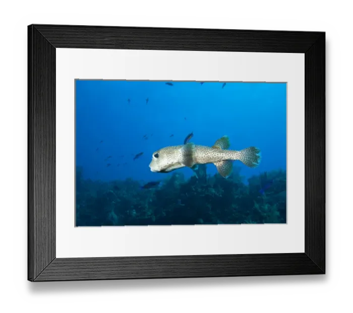 Framed Print : Spotted Puffer (Chilomyclerus atinga), Utila, Bay Islands, Honduras, Central America