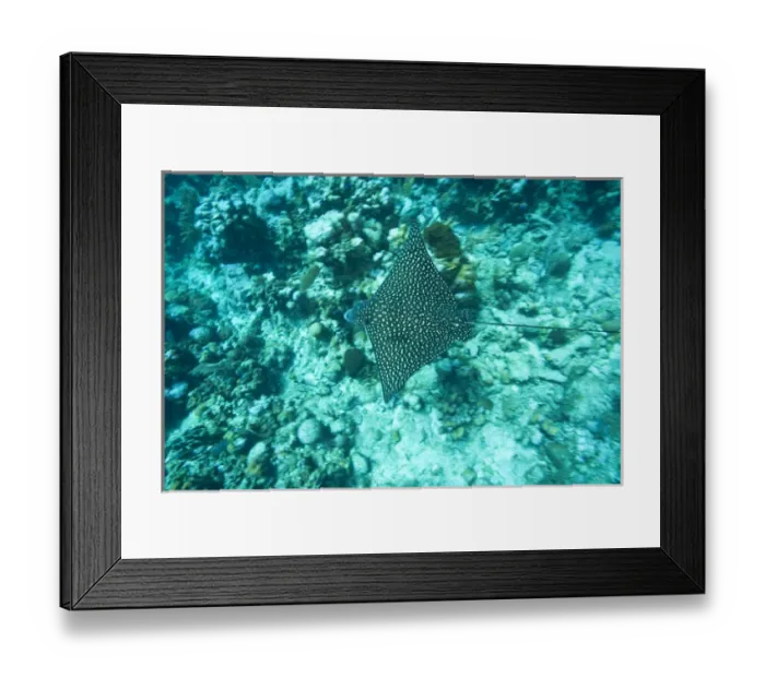 Framed Print : Spotted Eagle Ray (Aetobatus narinari), Utila, Bay Islands, Honduras, Central America Framed Print : Spotted Eagle Ray (Aetobatus narinari), Utila, Bay Islands, Honduras, Central America
