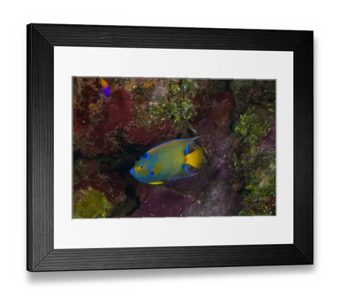 Framed Print : Queen Angelfish (Holocanthus ciliaris), Utila, North Side, Bay Islands, Honduras