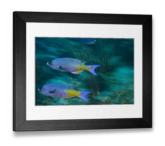 Framed Print : Creole Wrasse (Clepticus parda), Utila, North Side, Bay Islands, Honduras, Central Framed Print : Creole Wrasse (Clepticus parda), Utila, North Side, Bay Islands, Honduras, Central