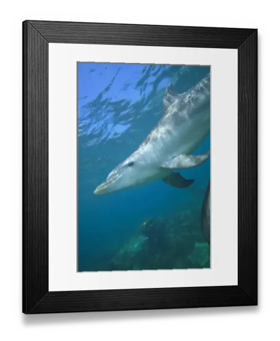 Framed Print : underwater view of Bottlenose Dolphins (Tursiops truncatus), Roatan, Bay Islands Framed Print : underwater view of Bottlenose Dolphins (Tursiops truncatus), Roatan, Bay Islands