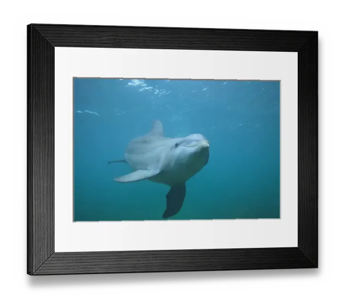 Framed Print : underwater view of Bottlenose Dolphin (Tursiops truncatus), Roatan, Bay Islands Framed Print : underwater view of Bottlenose Dolphin (Tursiops truncatus), Roatan, Bay Islands