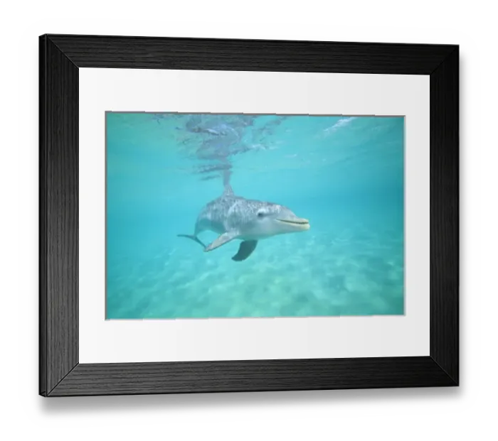 Framed Print : underwater view of Bottlenose Dolphin (Tursiops truncatus), Roatan, Bay Islands Framed Print : underwater view of Bottlenose Dolphin (Tursiops truncatus), Roatan, Bay Islands